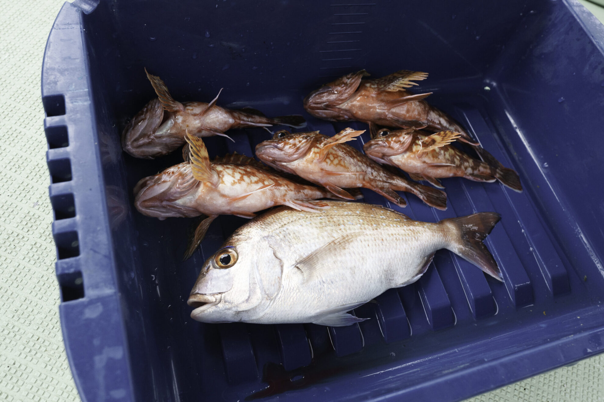 天草で子どもと船釣り体験