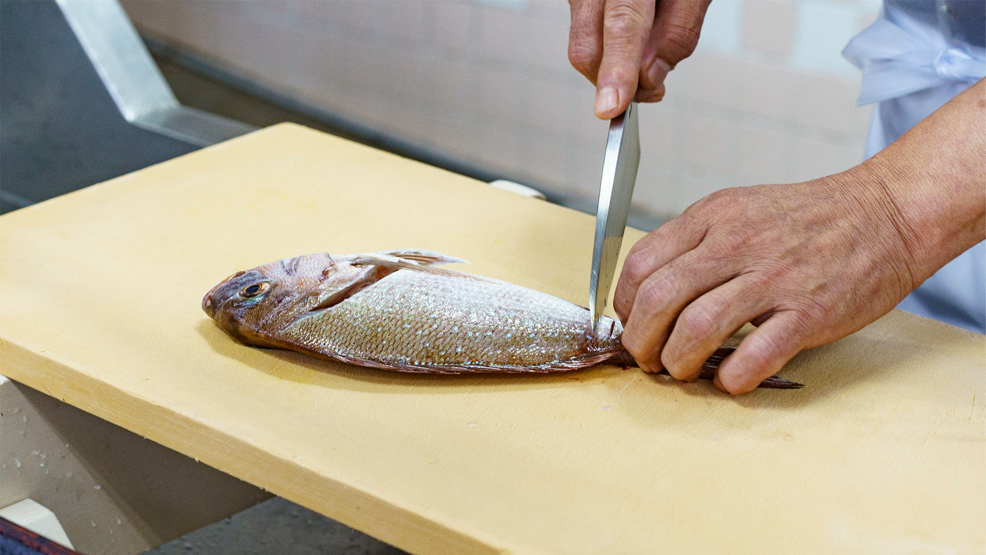 釣った魚はどうなる？天草つろう旅で味わう「釣って・食べる」特別な体験